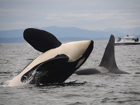 Two southern resident killer whales are seen in this undated handout photo.