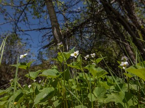 Canada violets in the forest near Sibbald Meadows Pond on Tuesday, June 4, 2019. Mike Drew/Postmedia