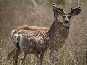 Mule deer couple near Carseland.