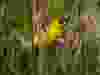 A goldfinch tears apart a dandelion.
