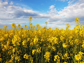 China was once the biggest buyer of Canadian canola, an oilseed used in everything from salad dressing to french fries. Farmers say they're paying the price for China's refusal to purchase canola.