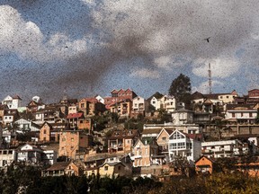 A swarm of locusts invades the center of Mdagascar capitol Antananarivo on August 28, 2014.