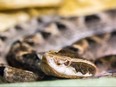 Malayan Pit Viper.