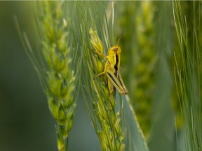 Tiny grasshopper on a head of barley near Enchant.