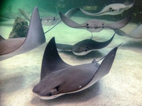 Three stingrays have died, and the remaining 24 are getting something akin to a cold shower, after aggressive mating behaviour erupted at a Winnipeg zoo. Stingrays swim through the water at the Stingray Beach pavillion in Assiniboine Park Zoo, in Winnipeg, in an undated handout photo.