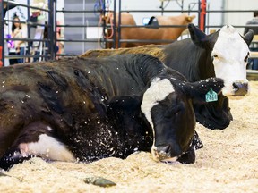 Pictured are cows displayed at the UFA Cattle Trail in Nutrien Western Event Centre in Stampede Grounds on Wednesday, July 10, 2019. Azin Ghaffari/Postmedia Calgary