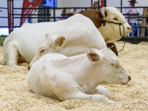 Pictured are cows displayed at the UFA Cattle Trail in Nutrien Western Event Centre in Stampede Grounds on Wednesday, July 10, 2019. Azin Ghaffari/Postmedia Calgary