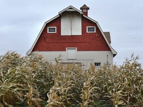 File photo of an Alberta barn. Ed Kaiser/Postmedia