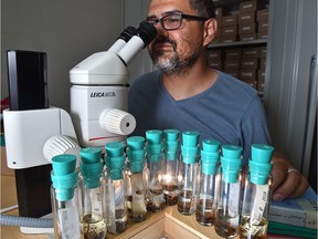 Spider specimens in vials sit on the table of biodiversity research scientist Dr. Jaime Pinzon at his microscope in the Northern Forestry Centre on Monday, July 15, 2019.