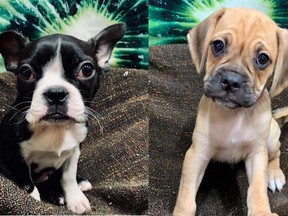 A pair of nine-month-old puppies were stolen after the front window of the Top Dog Store located 5010 4 St. N.E. was smashed sometime on Saturday, July 6, 2019. Supplied photo
