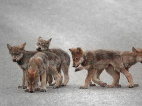 Five Bow Valley wolf pups were photographed early in the morning on June 26, 2016, as two yearlings were nearby.