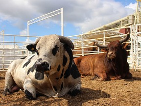 Researchers at the University of Calgary want to identify if there are any management practices that could be modified at the Stampede to minimize the risk of injury and any stress the bulls.