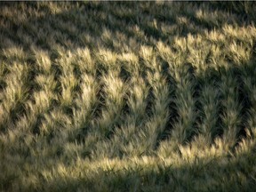 Barley beards lit by morning light north of Strathmore.