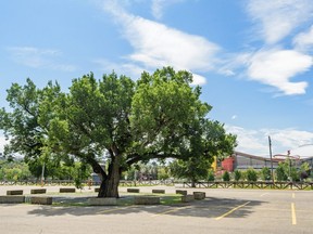 Pictured is a century-old elm tree located in a Stampede parking lot designated for CalgaryÕs arena and event centre photographed on Friday, August 2, 2019. Azin Ghaffari/Postmedia Calgary