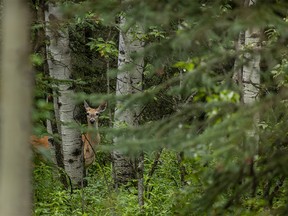 A whitetail doe gets set to flee into the dark forest in the Sheep River valley west of Turner Valley, Ab., on Monday, August 12, 2019. Mike Drew/Postmedia