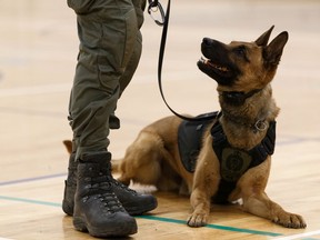 A Calgary Police Service canine — not shown — was moved to the CPS kennels after biting the son of an officer while training at his home Saturday.