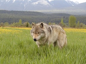 A wolf is seen in this file photo.