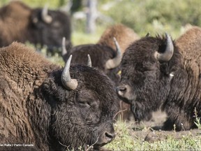 Bulls of the Banff National Park wild plains bison herd