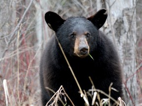 Alberta Parks has issued bear warnings for areas of Fish Creek Provincial Park.