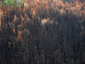 An aerial view taken from onboard a helicopter shows an area burnt by forest fires in the Boguchansky district of Russia's Krasnoyarsk Krai on August 4, 2019.
