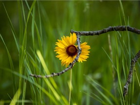 A blanket flower pushes past a fallen twig.