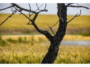 A twisted balsam poplar and ripening fields west of Linden.