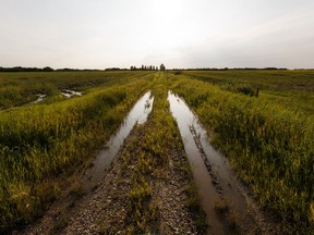 Standing water is seen in a field of canola south of Villeneuve off Highway 44 in Sturgeon County after weeks of wet weather, on Monday, July 29, 2019.