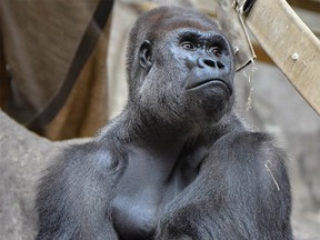 Jasiri, a western lowland silverback gorilla acquired from Atlanta, introduced to female troupe at Calgary Zoo after three-month quarantine. Supplied photo ORG XMIT: oH5hSxlhcxdymndSj7lz