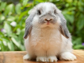 Cute rabbit sitting on marble surface