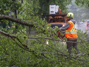A worker removes a fallen tree blocking a road in Dartmouth, N.S. as hurricane Dorian approaches on Saturday, Sept. 7, 2019. (THE CANADIAN PRESS/Andrew Vaughan)