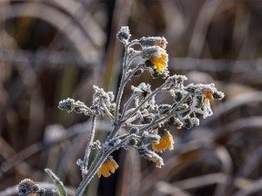 Frosty hawkweed near Standard, Ab., on Tuesday, October 1, 2019. Mike Drew/Postmedia