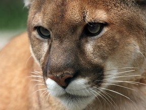 File photo: Closeup of a cougar's face.