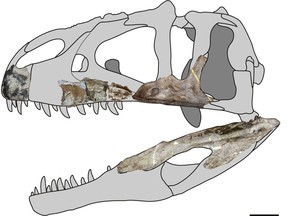 A reconstruction of the skull of the large meat-eating dinosaur Siamraptor suwati based on fossils unearthed in Thailand is seen in this image released on Oct. 9, 2019. (Soki Hattori and Duangsuda Chokchaloemwong/Handout via REUTERS)