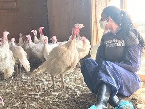 An unidentified animal rights protester huddles with turkeys on a Hutterite farm near Fort Macleod on Sept. 2, 2019.