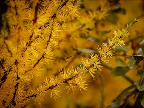 Larch needles aren't just found in the mountains, as columnist and photographer Mike Drew shows us.