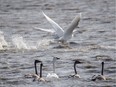 Swans look back as others take off at a pond south of  Clear Lake east of Stavely.