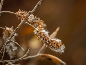 Snow and raindrops on willows along Lower Kananskis Lake.