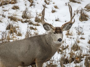 A mule deer buck looks back on his harem of does near Travers Reservoir east of Champion, Ab., on Tuesday, November 12, 2019. Mike Drew/Postmedia