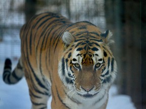 Katja, a Siberian Tiger is pictured in the enclosure at the Calgary Zoo in Calgary, AB January 12, 2011. **NOTE: SHOT THROUGH GLASS**