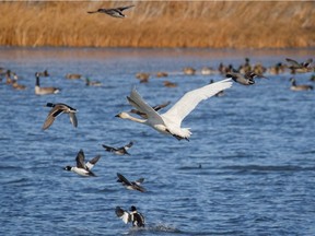 A tundra swan dies with mallards and goldeneye ducks at Crawling Valley Reservoir near Bassano.