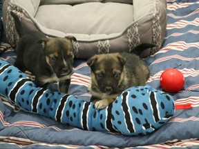 Two six-week-old puppies recover at the Calgary Humane Society after being found abandoned in a cardboard box in a parking lot on November 30, 2018. Supplied photo