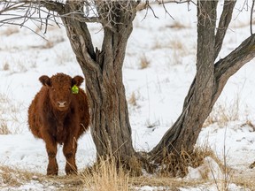 Bovine and diamond willow in Beaver Valley in the Porcupine Hills west of Parkland.