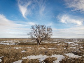 Russian olive tree alone on the prairie near Hays, Ab., on Wednesday, January 1, 2020. Mike Drew/Postmedia