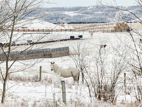Frosty farmyard near Rumsey, Ab., on Tuesday, January 28, 2020. Mike Drew/Postmedia