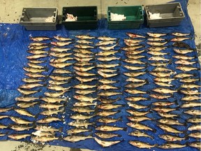 On Jan. 23, 2020, Alberta Fish and Wildlife concluded a two-year undercover investigation focused on the trafficking of fish in northern and central Alberta. (Supplied photo)