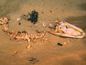 Brown brown, fuzzy carpet-like bone-feeding worms can be seen feeding off the jaw of an alligator carcass in this screengrabe of a YouTube video. (LUMCON/YouTube)