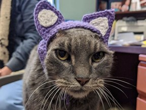 A cat named Lady in a Fur Coat is pictured in Dane County Humane Society's Facebook post. (Facebook)