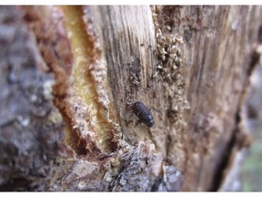 A dead pine beetle is shown on the inside of a piece of bark peeled from a beetle-killed tree near Albany, Wyo., on July 12, 2017. Mills in the heart of Canada's timber industry have fallen quieter this winter as wildfires and infestations made worse by climate change have made vast tracts of once valuable forest into barren stands of dead trees.