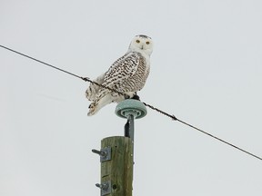 A snowy owl stares down from a power pole north of Rockyford on Tuesday, Jan. 7, 2020.