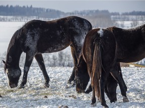 Frozen breath on horses east of Cremona.